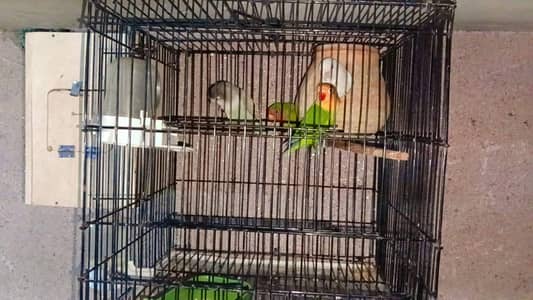 love birds with cage