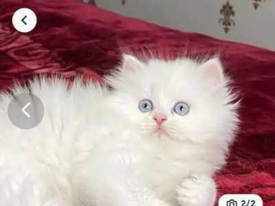 Persian cat triple code 5 phase code for sale argent