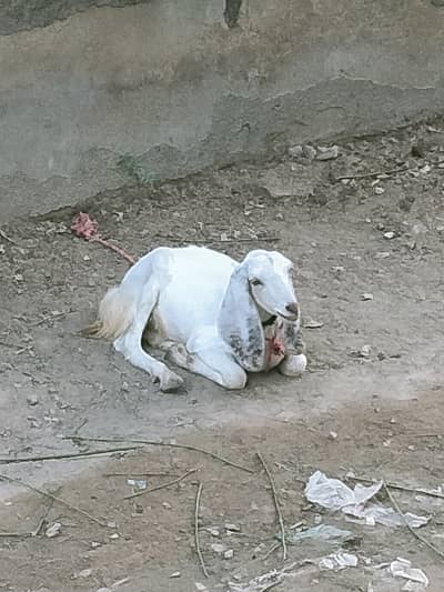 2 dant khassi tapra Breed full active and healthy 15 kg meat weight