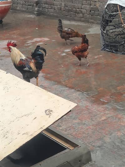 dasi hens for sale