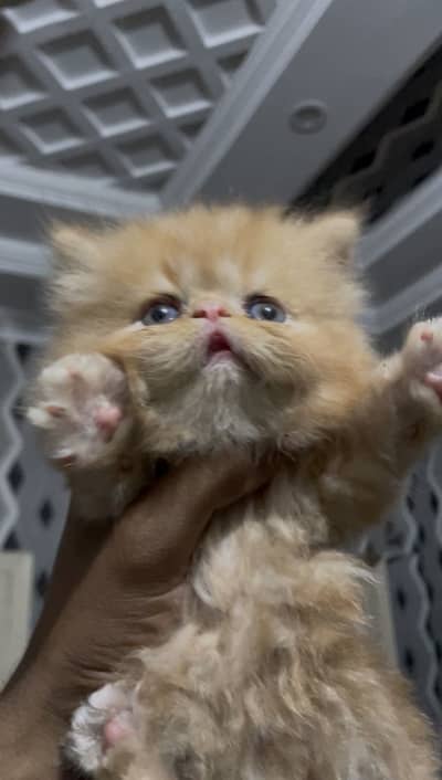 Persian piki peki kittens