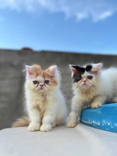 Bicolour kittens for sale