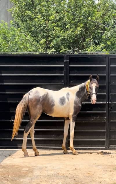 Pure Desi Horse For Sale | Horse for sale  | Desi horse for sale