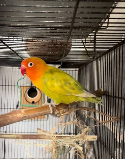 love birds and Australian pair available for sale