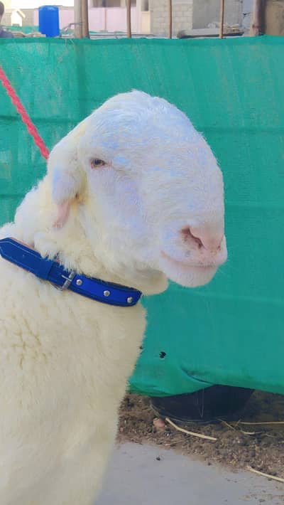 Dumba | Goat | Qurbani | Sheep | Sheep for sale karachi