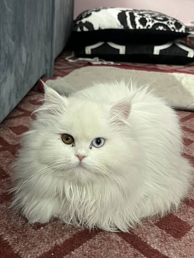 White persian cat