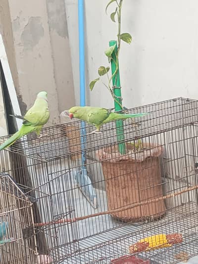 Parrot pair for sale