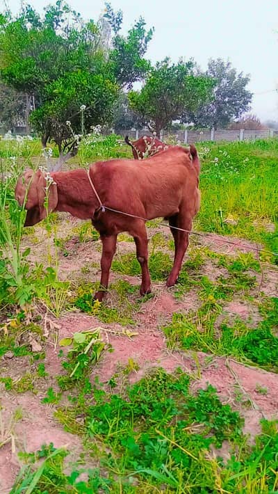 qurbani bakrA.