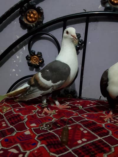 healthy and active pigeon urgent sale