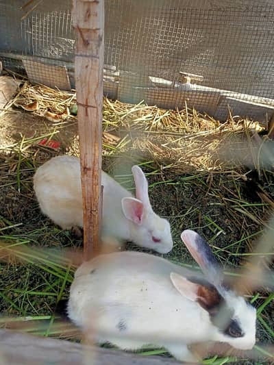 Rabbits
