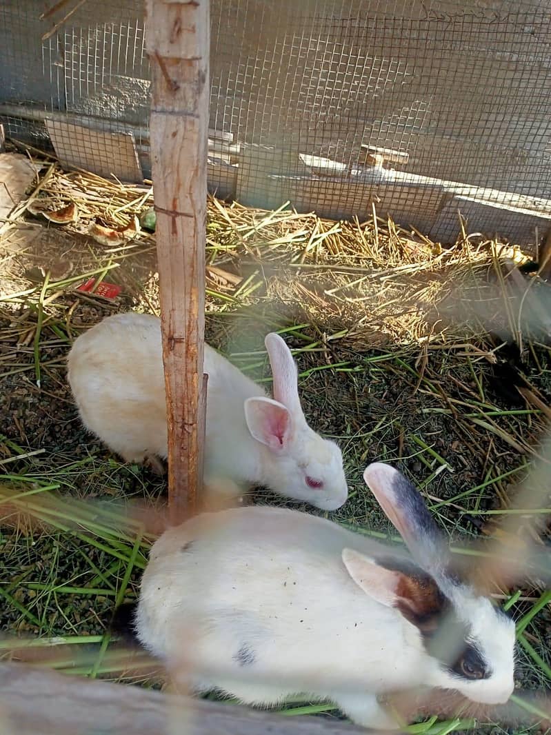Rabbits 0