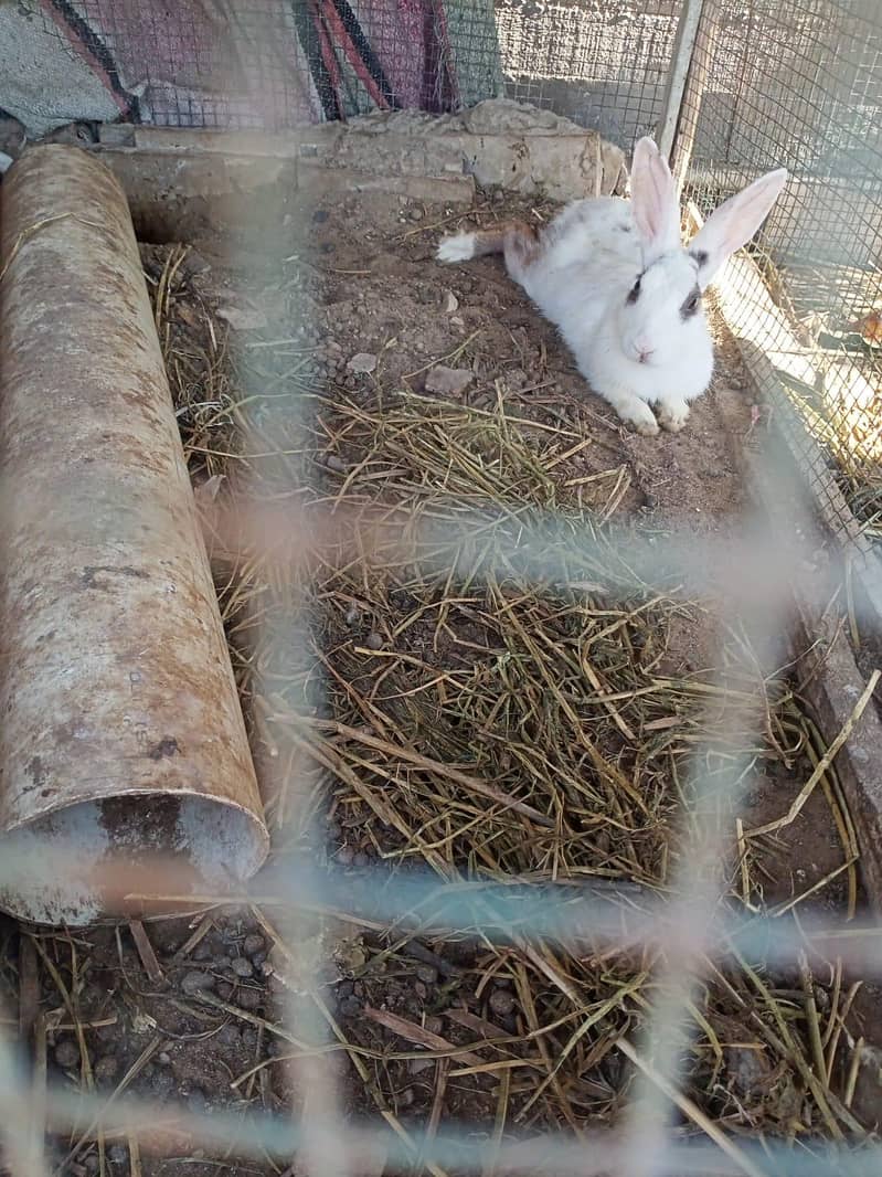 Rabbits 1