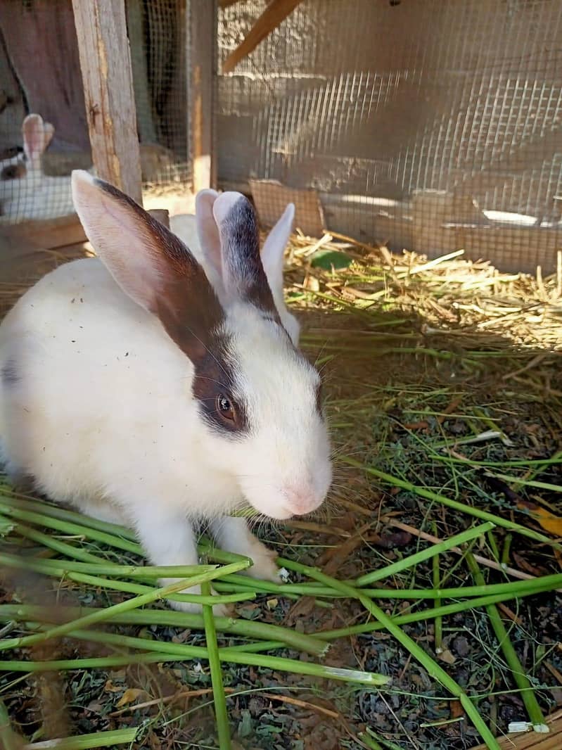 Rabbits 2