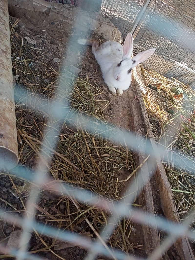 Rabbits 3