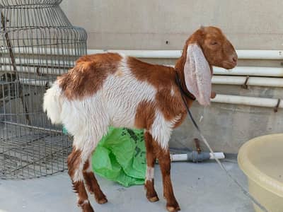 goat for sell