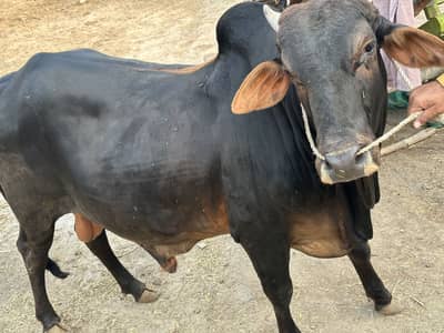 For sale bull for qurbani desi bull : قربانی کا بیل منہ سے چوگا ہے