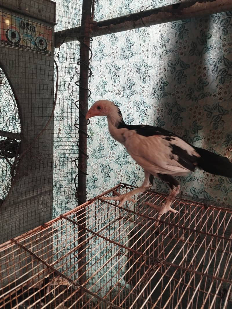 Aseel chicks 1