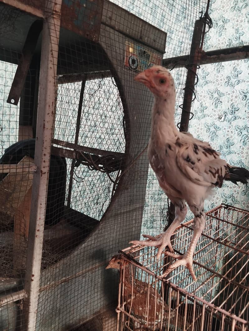 Aseel chicks 2