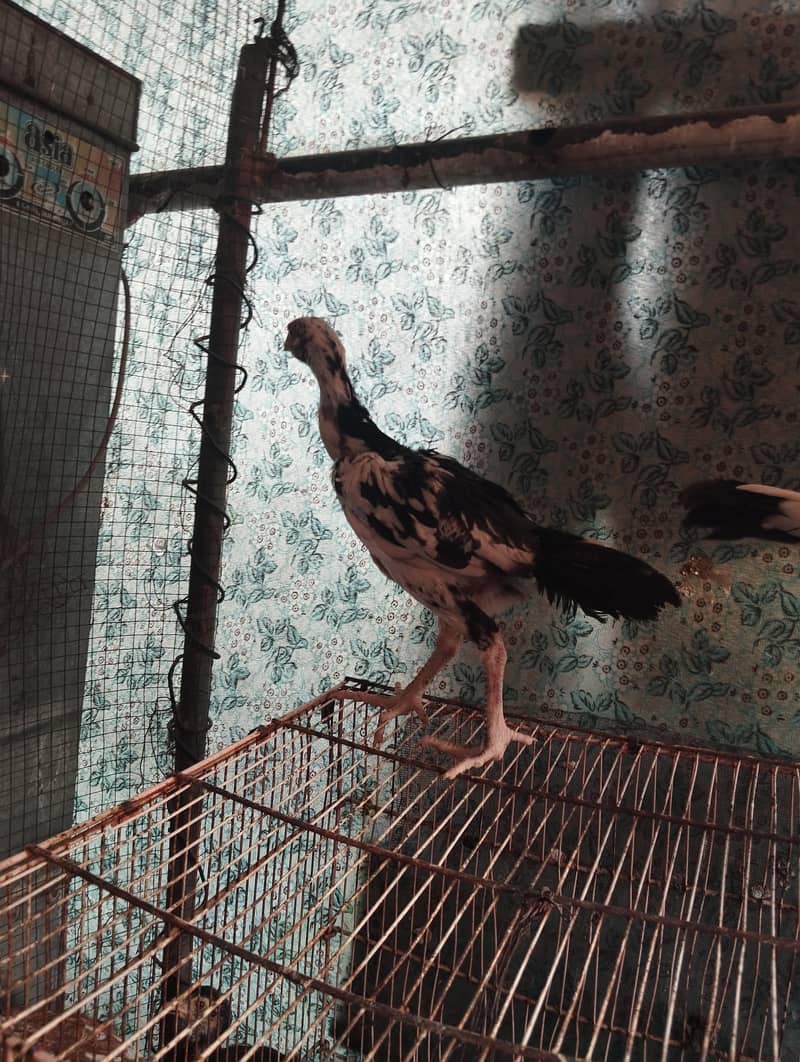 Aseel chicks 3