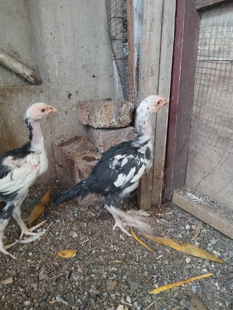 Aseel chicks 4