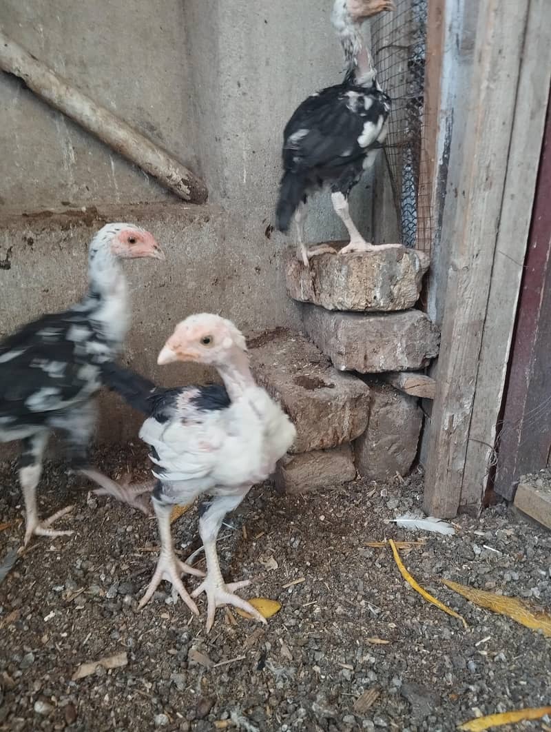Aseel chicks 5