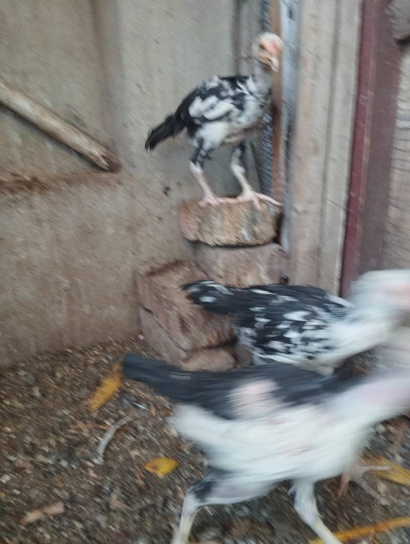 Aseel chicks 6
