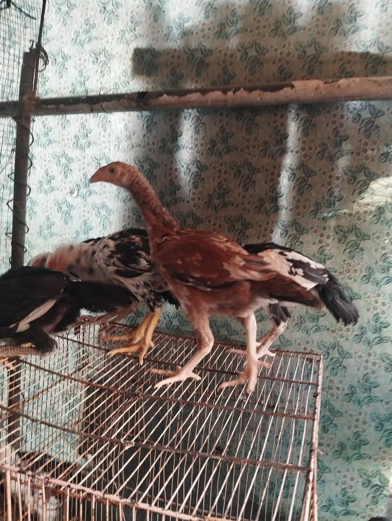 Aseel chicks 9