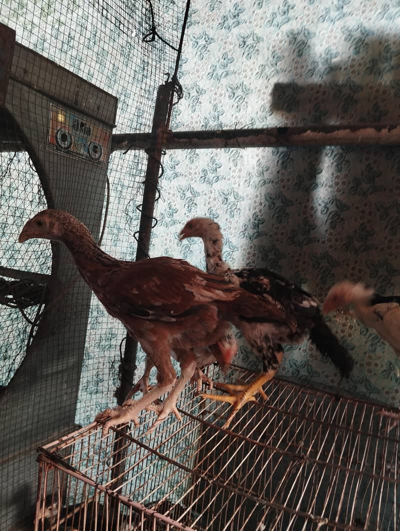 Aseel chicks 10