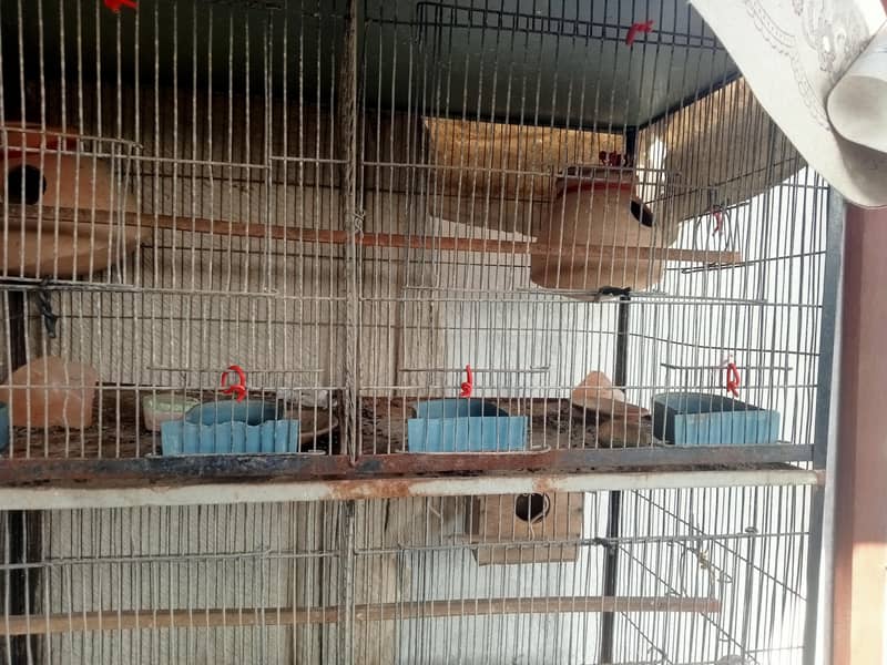 8 portion cage 1