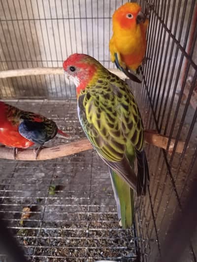 Rosella