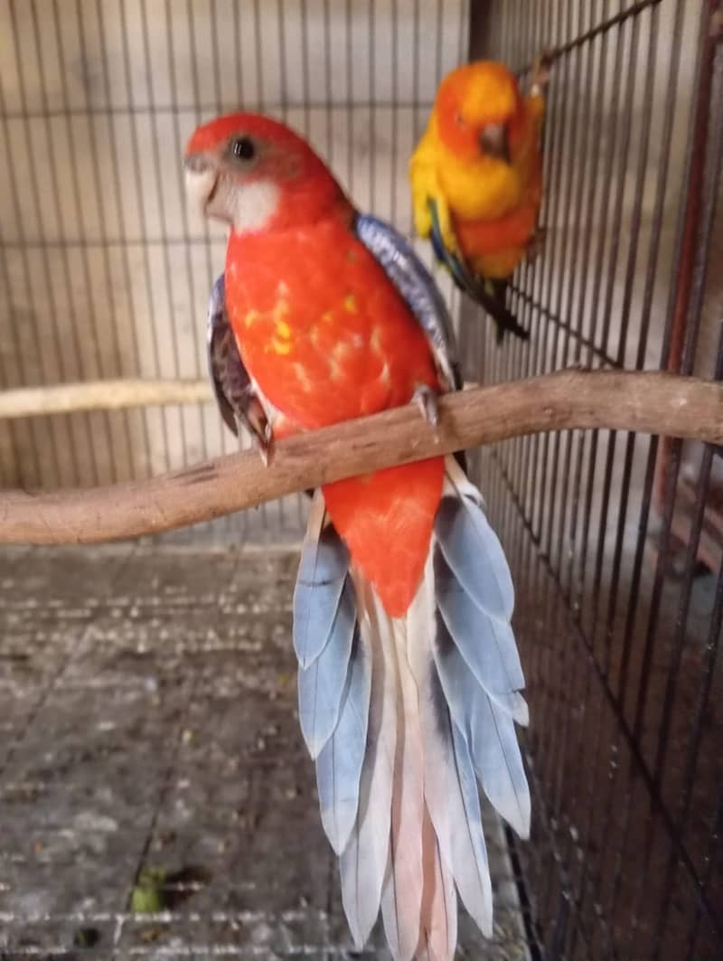 Rosella 1
