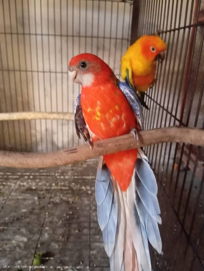 Rosella 2