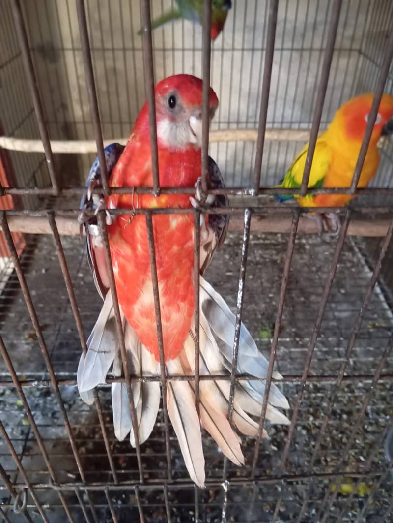 Rosella 3