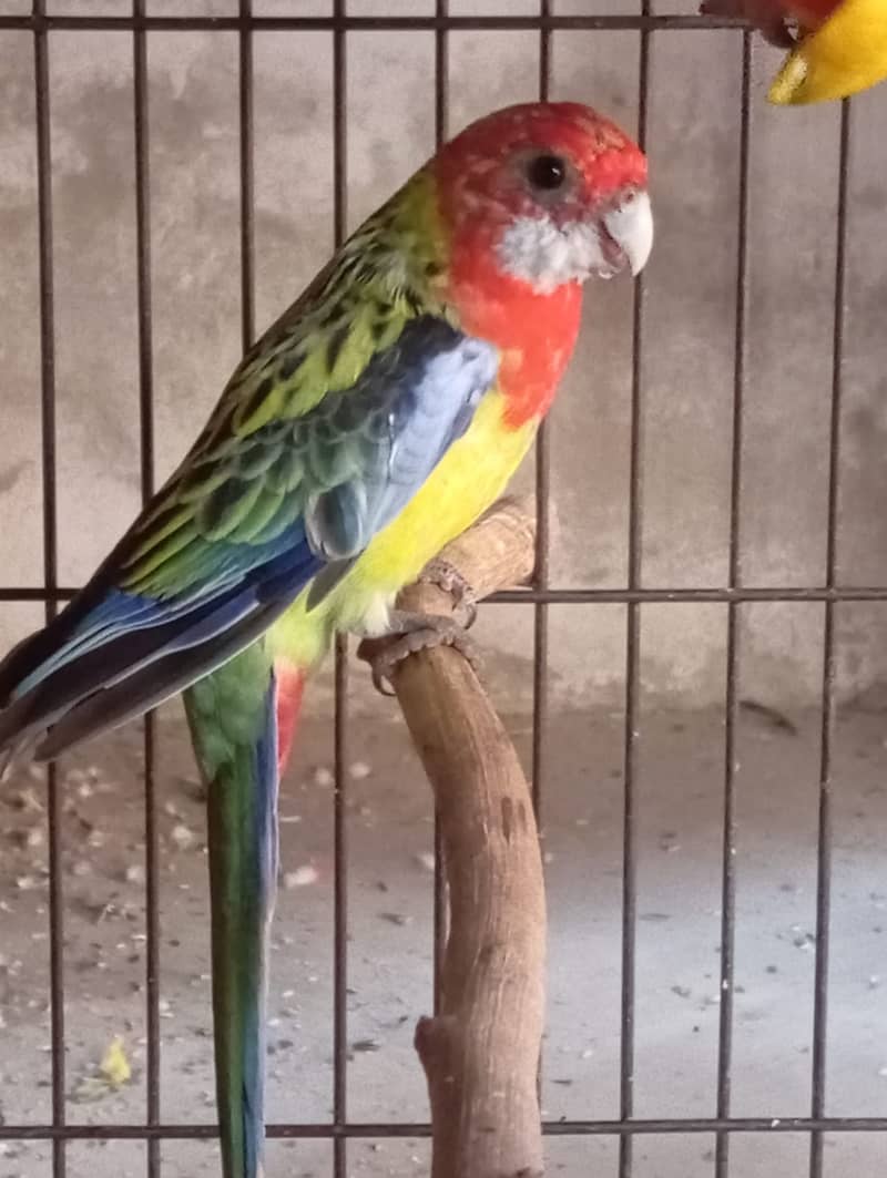 Rosella 4
