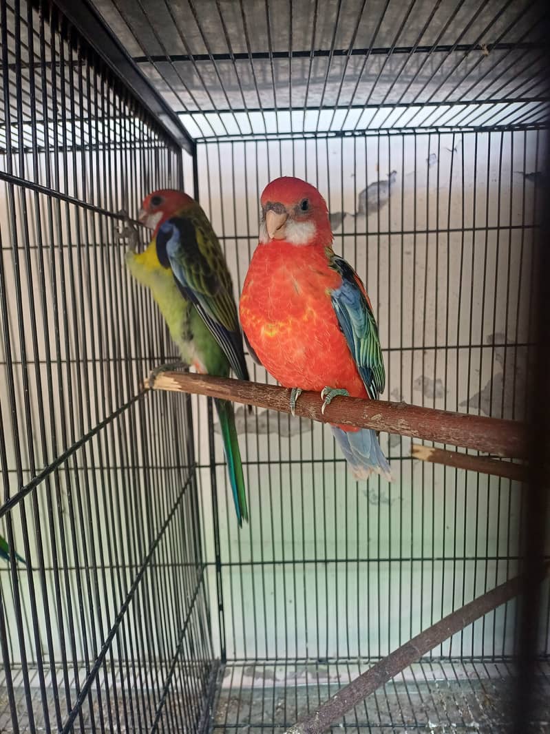 Rosella 5