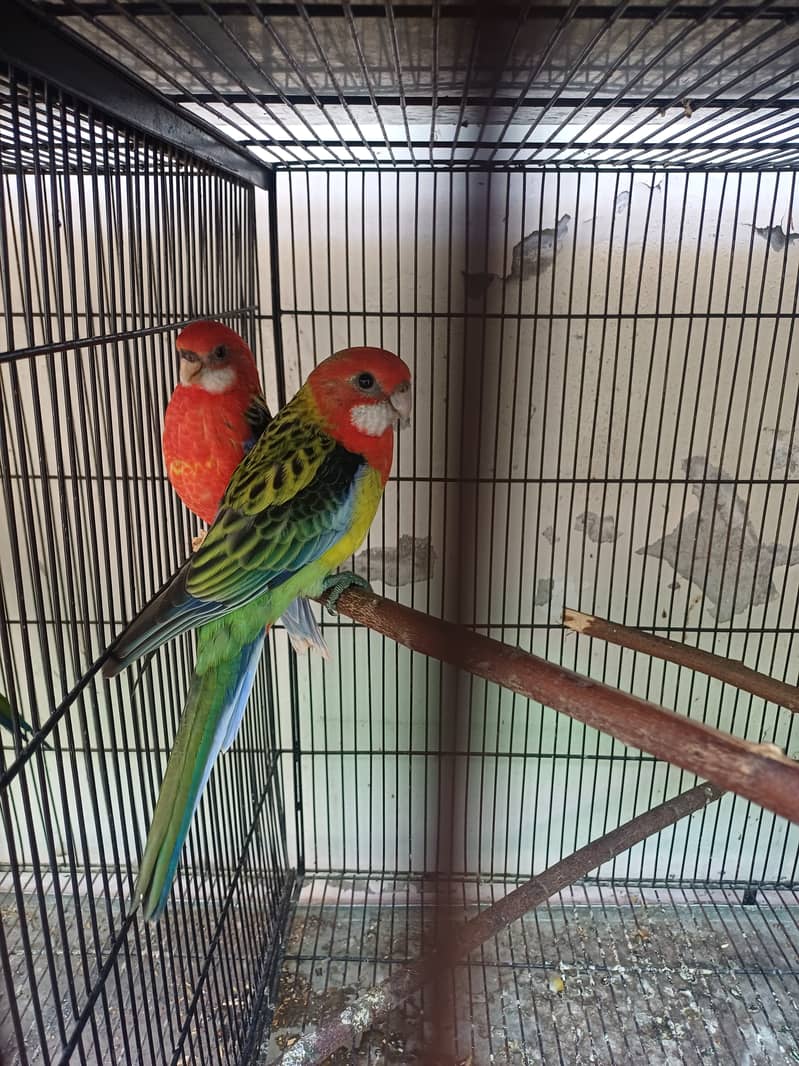 Rosella 6