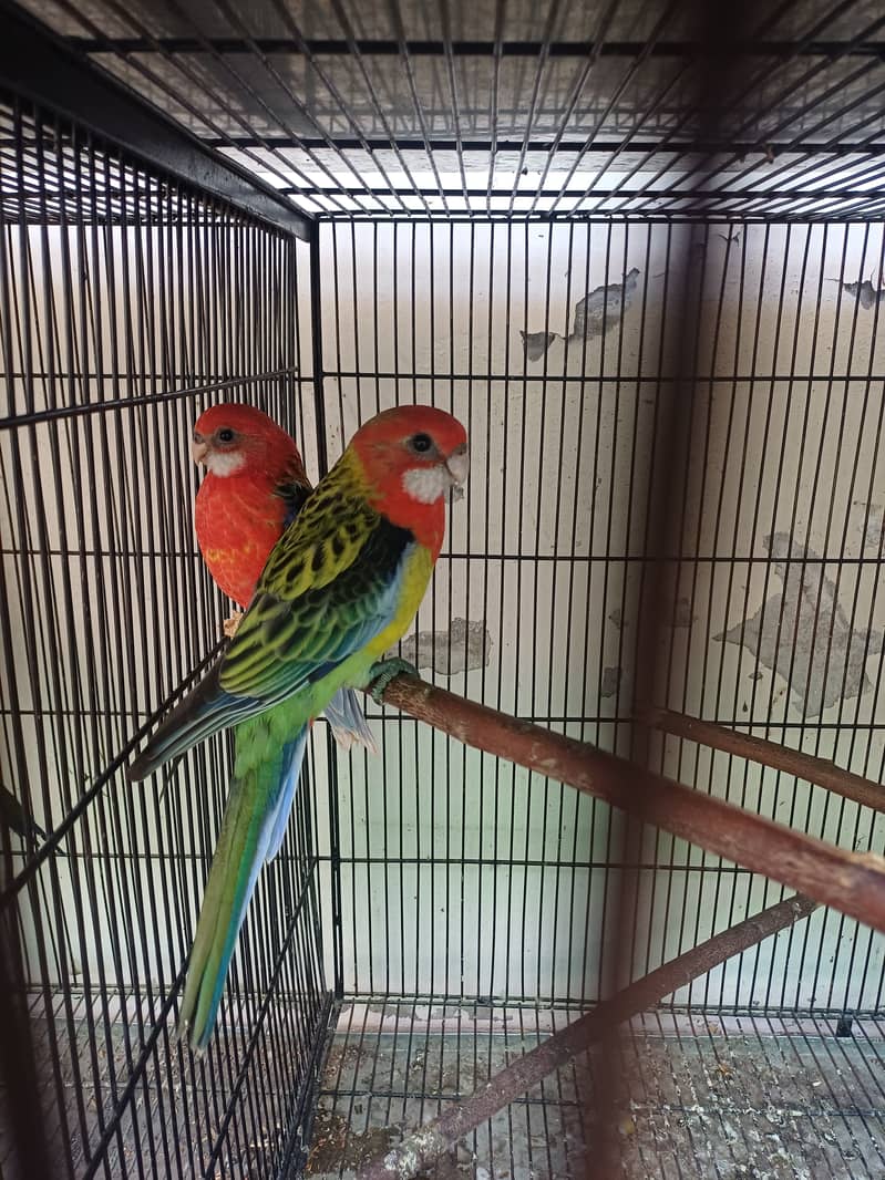 Rosella 7