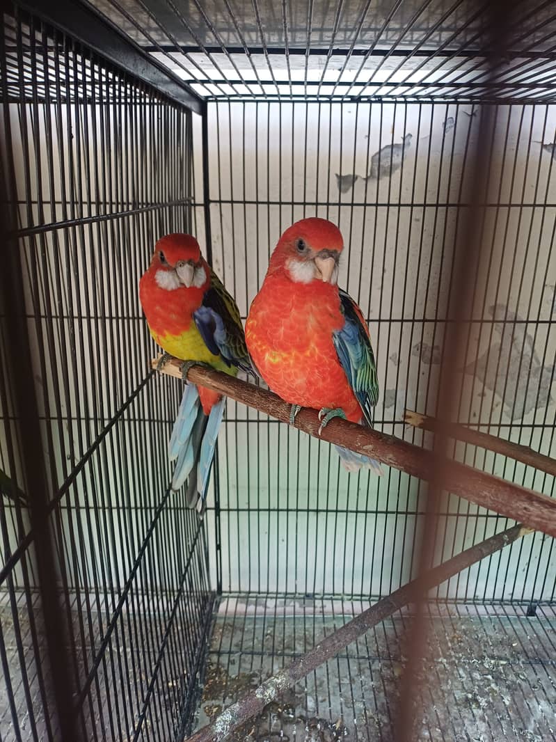 Rosella 8