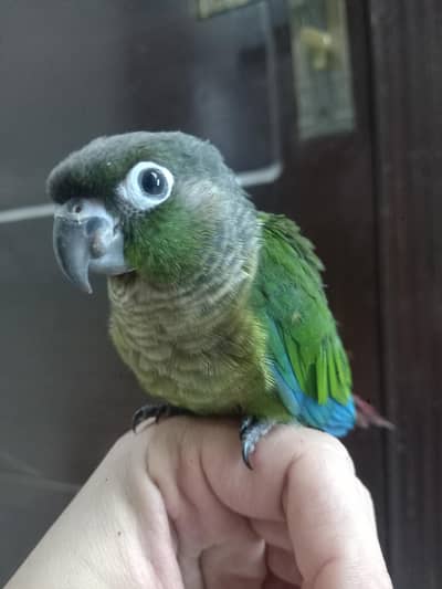 hand tammed conure parrot