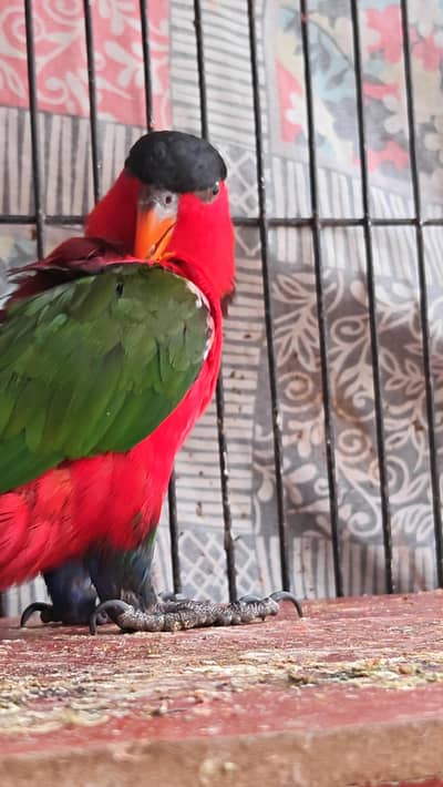 black capped lory with cage and box