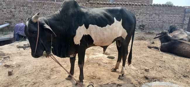 donda wacha for sell beautiful