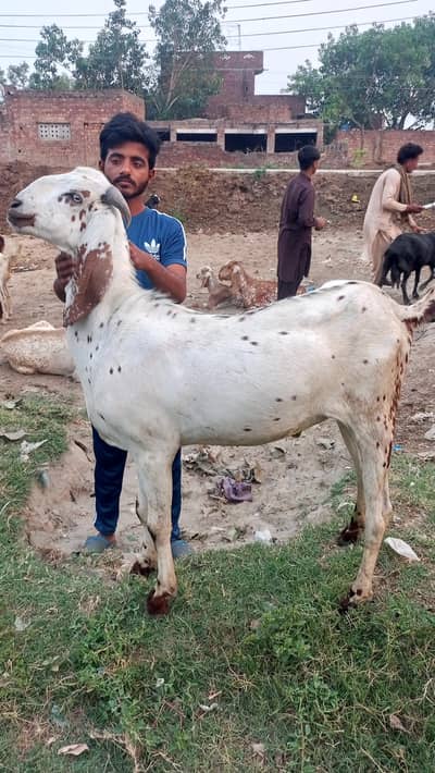 qurbani ka Bakra