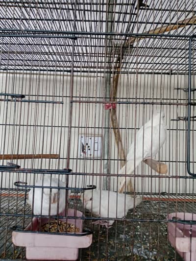 hand tamed breeder pair with chick whistling karty hain aur mitu bhit