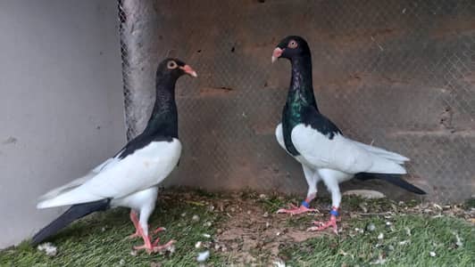 Black Magpie Danish