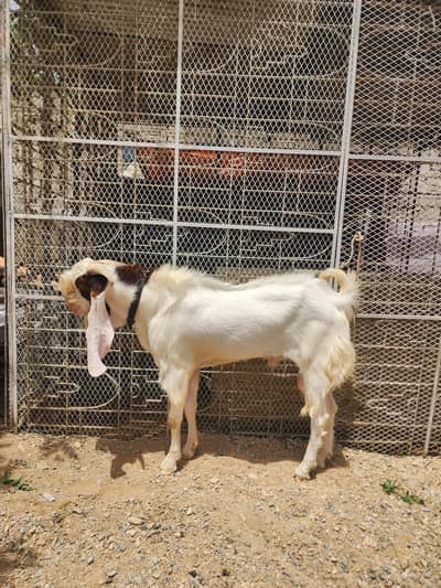 Kamori Bakra For Sell
