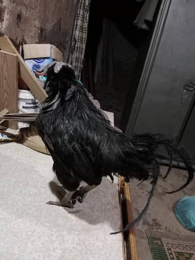 Original Ayam Cemwni for sale comfortable price