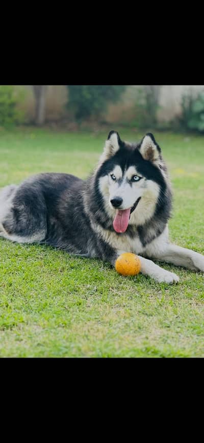 Breeder siberian husky female | siberian husky for sale | husky dog