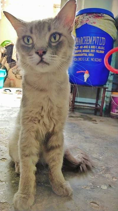 Persian male Cat for sale