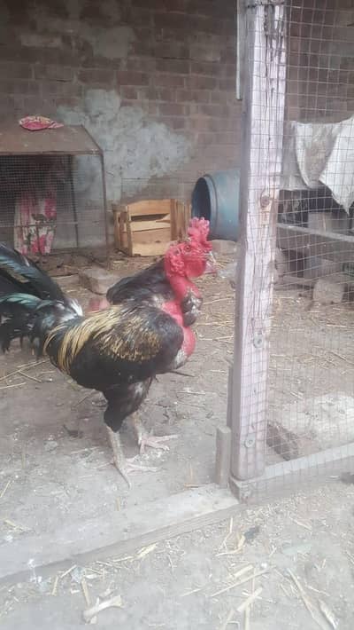 Aseel male hen