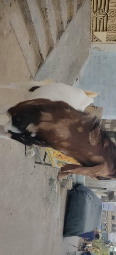 Beautiful bakra for sale  in affordable price